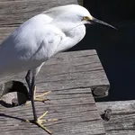 Western Little Egret