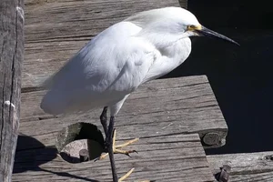 Gewone kleine zilverreiger
