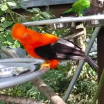 Andean Cock-of-the-rock