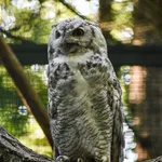 Great Horned Owl