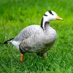 Bar-headed Goose