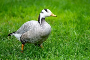 Indische gans