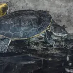 Hilaire’s Toadhead Turtle