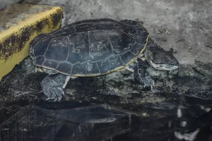 Hilaire’s Toadhead Turtle