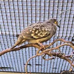 Bare-faced Ground Dove