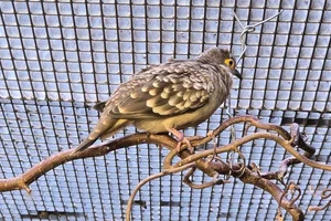 Naaktoogpunaduif