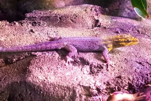 Geelkopdaggekko