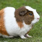 Guinea pig