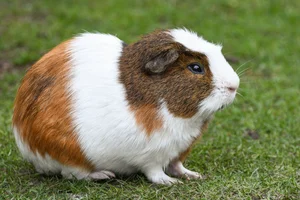 Cavia