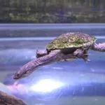Canns snake-necked turtle
