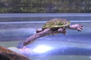 Canns snake-necked turtle