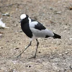 Blacksmith Lapwing