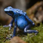 Dyeing Poison Frog
