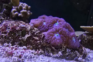 Branched Cup Coral