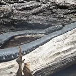 Aesculapian Ratsnake