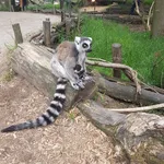 Ring-tailed Lemur