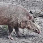 Bearded Pig