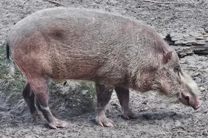 Baardzwijn