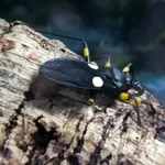 Platymeris biguttata (Linnaeus, 1767)