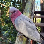 Galah