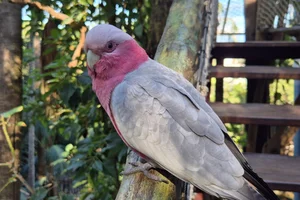 Roze Kaketoe
