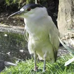 Eurasian Black-crowned Night Heron