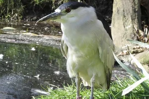 Euraziatische kwak