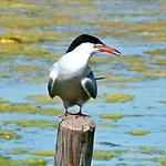 Common Tern