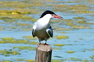 Visdief