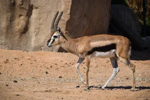 Thomsongazelle