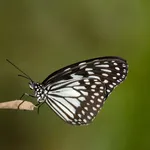 Grey Glassy Tiger