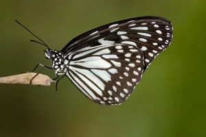 Grey Glassy Tiger