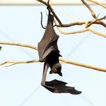 Large Flying-fox