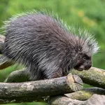 North American Porcupine