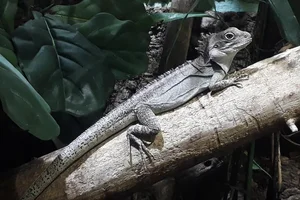 Hypsilurus magnus