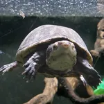 Common Musk Turtle