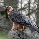 Bearded Vulture