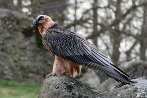 Lammergier