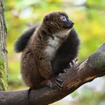 Red-bellied Lemur