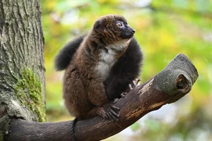 Roodbuikmaki