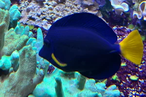 Blauer Segelflossendoktor