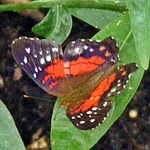Red Peacock