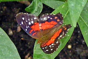 Red Peacock