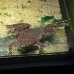 Dwarf Toad