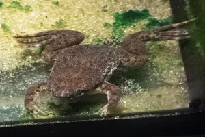 Pipa pequena
