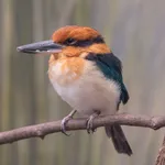 Guam Kingfisher