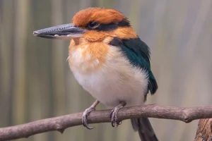 Guamijsvogel