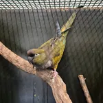 Burrowing Parrot