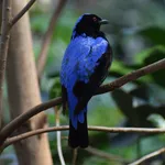 Asian Fairy-bluebird