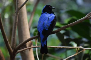 Indische Blauwrug